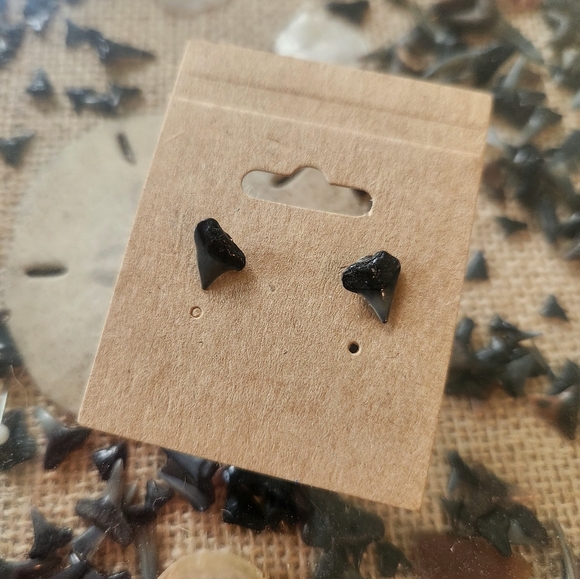 Black Shark Tooth Stud Earrings - Picture 1 of 3